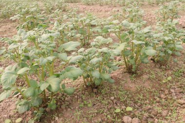 Potato plant on farm for harvest are cash crops. have fiber, antioxidants. treat heart disease by keeping your cholesterol, blood sugar levels