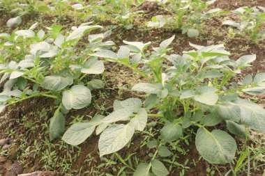 Potato plant on farm for harvest are cash crops. have fiber, antioxidants. treat heart disease by keeping your cholesterol, blood sugar levels
