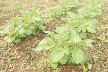 Potato plant on farm for harvest are cash crops. have fiber, antioxidants. treat heart disease by keeping your cholesterol, blood sugar levels