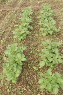 Potato plant on farm for harvest are cash crops. have fiber, antioxidants. treat heart disease by keeping your cholesterol, blood sugar levels