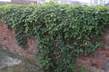 Causonis trifolia plant on jungle commonly known as bush Grape, fox-grape, three-leaved wild vine or three leaf cayratia is a species of liana plant
