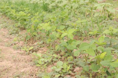 Soybean plant on farm for harvest are cash crops. high in fibre, high in protein, low in saturated fat, cholesterol free, lactose free, omega-3 fatty acids, have antioxidants, high in phytoestrogens