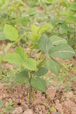 Soybean plant on farm for harvest are cash crops. high in fibre, high in protein, low in saturated fat, cholesterol free, lactose free, omega-3 fatty acids, have antioxidants, high in phytoestrogens