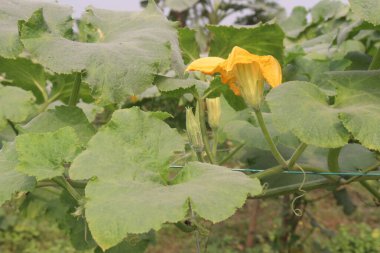 pumpkin plant on farm for harvest are cash crops