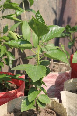 purple hibiscus flowers on tree in nursery for sell are cash crops. it's have antioxidants.it's help weight loss, reduce the growth of bacteria and cancer cells and support the heart and liver