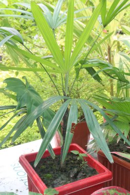 Geniş yapraklı kadın palmiye bitkisi satışı için nakit mahsuller. Havayı temizlemeye yardımcı olabilir. Zararlı toksinleri, formaldehit, amonyak, ksilen, doğal hava filtresi, kapalı alanda daha sağlıklı bir ortam sağlar.