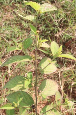 Çocuk odasındaki sida rhombifolia çiçeği bitkisi satılık nakit mahsuller. Önemli bir tıbbi tesisi var. Şişliği azaltmak için kullanılır, meyveler baş ağrısını gidermek ve romatizmayı tedavi etmek için kullanılır.