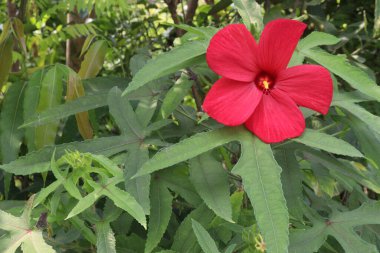 Kırmızı bataklık gülü çiçekleri fidanlıkta satılıyor. Nakit ürünler. Nektar, yaban arıları için polen, uzun dilli arılar. Sinekkuşları nektar için bitkiyi ziyaret eder