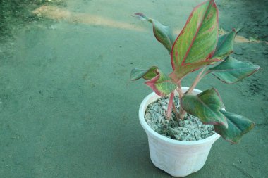 Kreşteki kırmızı siam aurora aglaonema bitkisi satılık nakit mahsuller. Oksijen yayar, kimyasal, formaldehit, benzen ve toksinleri alarak kapalı alan havasını temizler. Nispeten düşük ışıklı bir yer seçin