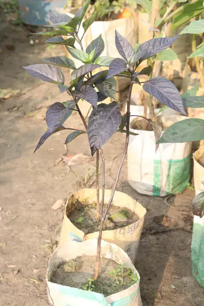 stock image Red and purple chili plant on farm for sell are cash crops. are a rich source of vitamin C. great sources of antioxidants like vitamin A, flavonoids like beta carotene, alpha carotene, and many more