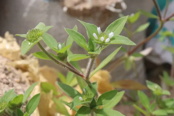 stock image Richardia scabra plant on nursery for sell are cash crops. can treat diabetes, anti-hemorrhoids, antiemetics, expectorants, eczema, burns, asthma, emetic, dermatitis. arthritis, menstrual control