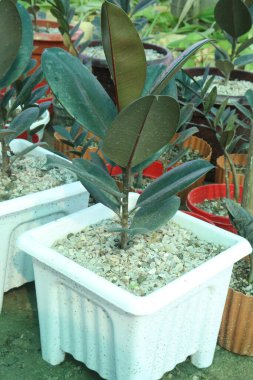 Rubber fig plant on nursery for sell are cash corps. it's air purification. increase humidity levels indoors. reducing respiratory allergies, inflammation, asthma, trap dust, pollen, indoor allergens clipart