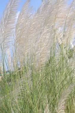 Ormandaki Saccharum spontanyum çiçek bitkisi. Vahşi şeker kamışı hastalıkları, kusma, anemi, abdominal bozukluklar, obezite, astringen, emollient, idrar söktürücü ve hazımsızlık tedavisinde kullanılır.