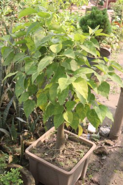 Duvardaki Banyan fabrikası nakit mahsulü. Ağaç, meyve, yaprak, kök, ağaç kabuğu gibi parçalar bitkisel ilaç olarak kullanılabilir. Beyin ve karaciğer üzerinde olumlu etkiler