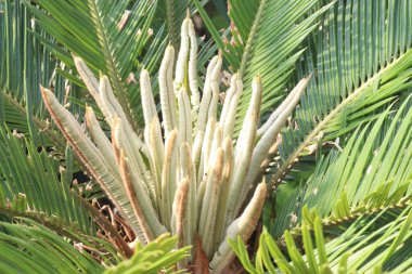 Sago Palm plant on nursery for sell are cash crops. natural air purifier, adept at stripping common toxins like benzene and formaldehyde from your living space. Cleaner air means a healthier you clipart