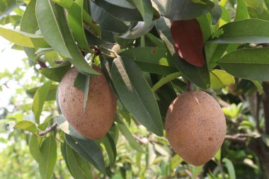 Çiftlikteki ağaçtaki sapodilla, hasat için nakit mahsuldür. Beslenme lifleri var. Lifler bağırsak sağlığını geliştirir. Ayrıca kendini daha uzun süre dolu hissetmeni ve kan şekerini kontrol etmeni sağlar.