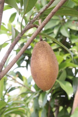 Çiftlikteki ağaçtaki sapodilla, hasat için nakit mahsuldür. Beslenme lifleri var. Lifler bağırsak sağlığını geliştirir. Ayrıca kendini daha uzun süre dolu hissetmeni ve kan şekerini kontrol etmeni sağlar.