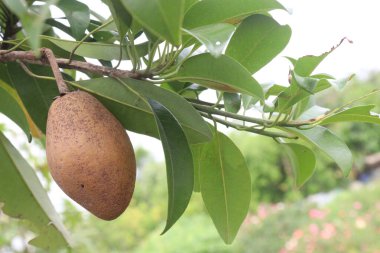 Çiftlikteki ağaçtaki sapodilla, hasat için nakit mahsuldür. Beslenme lifleri var. Lifler bağırsak sağlığını geliştirir. Ayrıca kendini daha uzun süre dolu hissetmeni ve kan şekerini kontrol etmeni sağlar.