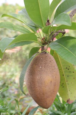 Çiftlikteki ağaçtaki sapodilla, hasat için nakit mahsuldür. Beslenme lifleri var. Lifler bağırsak sağlığını geliştirir. Ayrıca kendini daha uzun süre dolu hissetmeni ve kan şekerini kontrol etmeni sağlar.