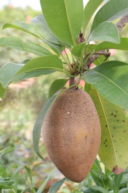 Sapodilla on tree in farm for harvest are cash crops. have dietary fiber. Fiber helps promote bowel health. It also keeps you feeling fuller for longer and helps control your blood sugar clipart