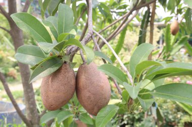 Çiftlikteki ağaçtaki sapodilla, hasat için nakit mahsuldür. Beslenme lifleri var. Lifler bağırsak sağlığını geliştirir. Ayrıca kendini daha uzun süre dolu hissetmeni ve kan şekerini kontrol etmeni sağlar.