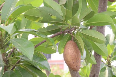 Çiftlikteki ağaçtaki sapodilla, hasat için nakit mahsuldür. Beslenme lifleri var. Lifler bağırsak sağlığını geliştirir. Ayrıca kendini daha uzun süre dolu hissetmeni ve kan şekerini kontrol etmeni sağlar.