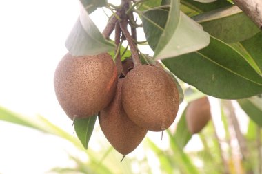 Çiftlikteki ağaçtaki sapodilla, hasat için nakit mahsuldür. Beslenme lifleri var. Lifler bağırsak sağlığını geliştirir. Ayrıca kendini daha uzun süre dolu hissetmeni ve kan şekerini kontrol etmeni sağlar.