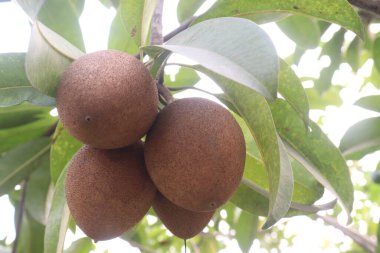 Çiftlikteki ağaçtaki sapodilla, hasat için nakit mahsuldür. Beslenme lifleri var. Lifler bağırsak sağlığını geliştirir. Ayrıca kendini daha uzun süre dolu hissetmeni ve kan şekerini kontrol etmeni sağlar.