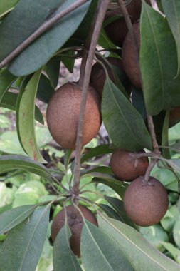 Çiftlikteki ağaçtaki sapodilla, hasat için nakit mahsuldür. Beslenme lifleri var. Lifler bağırsak sağlığını geliştirir. Ayrıca kendini daha uzun süre dolu hissetmeni ve kan şekerini kontrol etmeni sağlar.