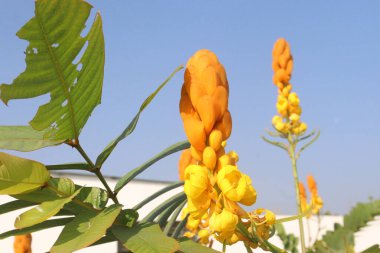 Senna alata flower plant on nursery for sell are cash crops. ornamental, medicinal herb. treat typhoid, diabetes, malaria, asthma, ringworms, tinea infections, scabies, blotch, herpes, eczema clipart