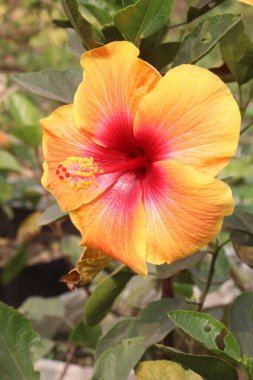 Kreşteki ayakkabı boyası bitkisi satılık. Nakit mahsuller. Ateşi tedavi etmek, saç büyümesini teşvik etmek, cilt koşullarını ele almak, süs ve peyzaj uygulamalarında kullanılır.