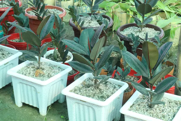 stock image Rubber fig plant on nursery for sell are cash corps. it's air purification. increase humidity levels indoors. reducing respiratory allergies, inflammation, asthma, trap dust, pollen, indoor allergens