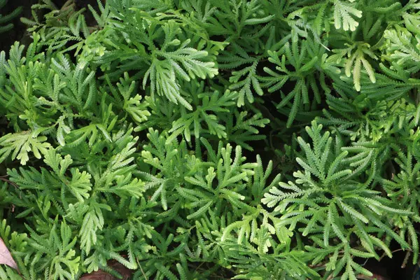 Stock image Selaginella plant on jungle. treat of spermatorrhoea, venereal diseases, constipation, colitis, indigestion, urinary problems, patients who are unconscious, lower the body temperature from fever