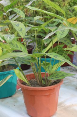 Çocuk odasındaki Calathea Leopardina bitkisi satılık.