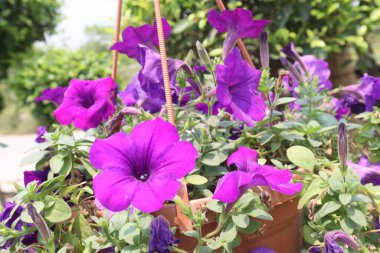 Petunia axillaris flower plant on pot in nursery for sell are cash crops. Symbolizes purity, innocence, conveying trust, spiritual purity. Enhances gardens, moonlit nights with its aesthetic