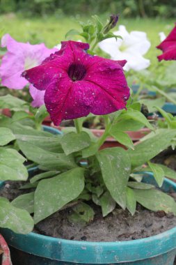 Petunia axillaris flower plant on pot in nursery for sell are cash crops. Symbolizes purity, innocence, conveying trust, spiritual purity. Enhances gardens, moonlit nights with its aesthetic