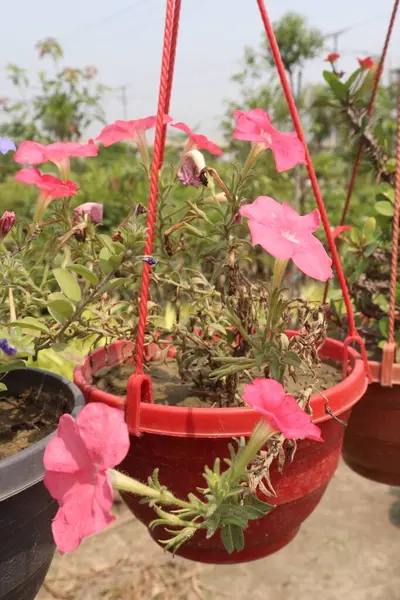 Petunia axillaris flower plant on pot in nursery for sell are cash crops. Symbolizes purity, innocence, conveying trust, spiritual purity. Enhances gardens, moonlit nights with its aesthetic