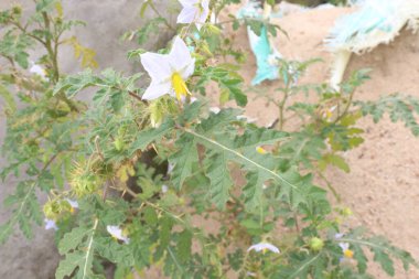 Solanum sisymbriifolium plant on jungle it's medicinal plant. used as a diuretic and febrifuge. It's roots are reported to possess analgesic, contraceptive, antisyphilitic, hepatoprotective activities clipart