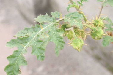 Ormandaki Solanum sibriifolium bitkisi tıbbi bir bitki. İdrar söktürücü ve febrifüj olarak kullanılır. Köklerinde ağrı kesici, doğum kontrol hapı, frengi önleyici ve hepatoprotatif aktiviteler olduğu bildirildi.
