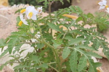 Solanum sisymbriifolium plant on jungle it's medicinal plant. used as a diuretic and febrifuge. It's roots are reported to possess analgesic, contraceptive, antisyphilitic, hepatoprotective activities clipart