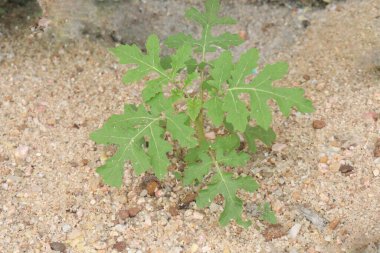 Ormandaki Solanum sibriifolium bitkisi tıbbi bir bitki. İdrar söktürücü ve febrifüj olarak kullanılır. Köklerinde ağrı kesici, doğum kontrol hapı, frengi önleyici ve hepatoprotatif aktiviteler olduğu bildirildi.