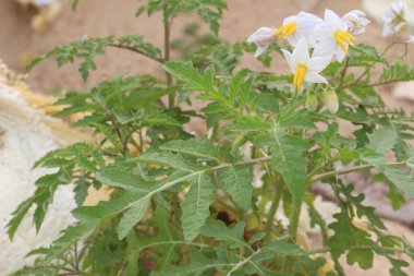 Ormandaki Solanum sibriifolium bitkisi tıbbi bir bitki. İdrar söktürücü ve febrifüj olarak kullanılır. Köklerinde ağrı kesici, doğum kontrol hapı, frengi önleyici ve hepatoprotatif aktiviteler olduğu bildirildi.