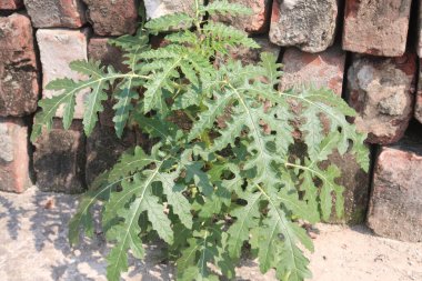 Ormandaki Solanum sibriifolium bitkisi tıbbi bir bitki. İdrar söktürücü ve febrifüj olarak kullanılır. Köklerinde ağrı kesici, doğum kontrol hapı, frengi önleyici ve hepatoprotatif aktiviteler olduğu bildirildi.