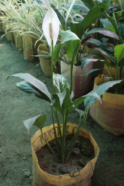 Çocuk odasındaki Spatthiphyllum kochii bitkisi satılık. Nakit ürünler. oda gazlarını absorbe edebilir. Hava temizleme özellikleri var.