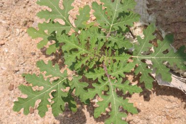 Ormandaki Solanum sibriifolium bitkisi tıbbi bir bitki. İdrar söktürücü ve febrifüj olarak kullanılır. Köklerinde ağrı kesici, doğum kontrol hapı, frengi önleyici ve hepatoprotatif aktiviteler olduğu bildirildi.