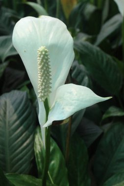 Çocuk odasındaki Spatthiphyllum kochii bitkisi satılık. Nakit ürünler. oda gazlarını absorbe edebilir. Hava temizleme özellikleri var.
