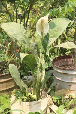 Çocuk odasındaki Spatthiphyllum kochii bitkisi satılık. Nakit ürünler. oda gazlarını absorbe edebilir. Hava temizleme özellikleri var.