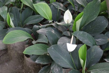 Spathiphyllum kochii flower plant on nursery for sell are cash crops. can absorbs gases of room. have air purifying properties clipart
