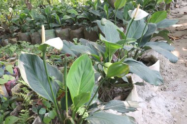 Spathiphyllum kochii flower plant on nursery for sell are cash crops. can absorbs gases of room. have air purifying properties clipart