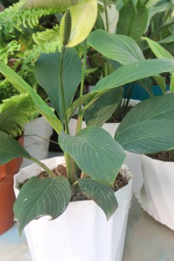 Çocuk odasındaki Spatthiphyllum kochii bitkisi satılık. Nakit ürünler. oda gazlarını absorbe edebilir. Hava temizleme özellikleri var.